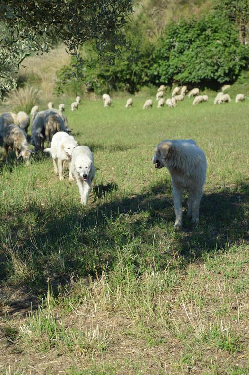 Azienda Agrituristica Carida Zaccanopoli المظهر الخارجي الصورة