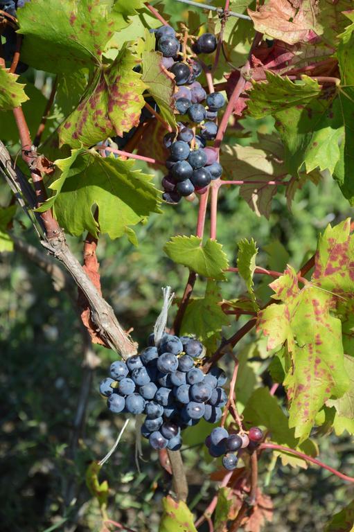Azienda Agrituristica Carida Zaccanopoli المظهر الخارجي الصورة