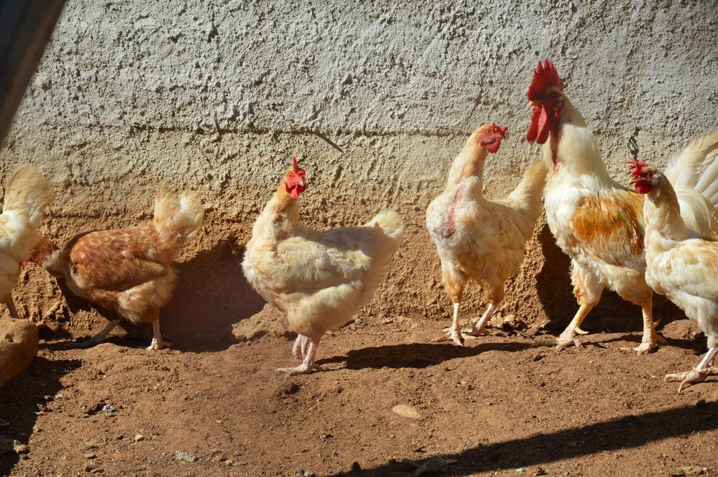 Azienda Agrituristica Carida Zaccanopoli المظهر الخارجي الصورة