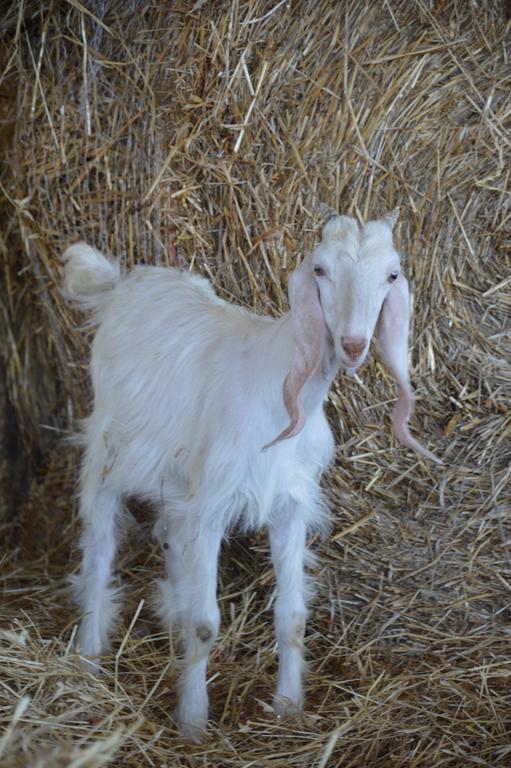 Azienda Agrituristica Carida Zaccanopoli المظهر الخارجي الصورة