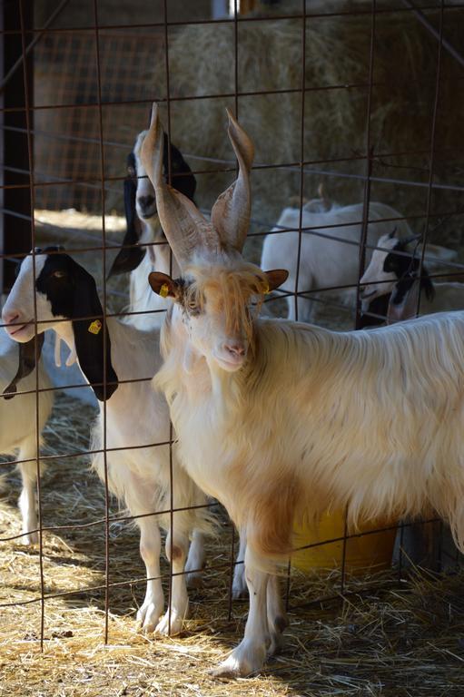 Azienda Agrituristica Carida Zaccanopoli المظهر الخارجي الصورة